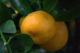 Moden mandarin på treet