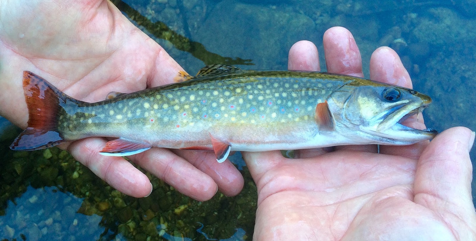 Vermont Fly Fishing September Vermont Trout fishing report