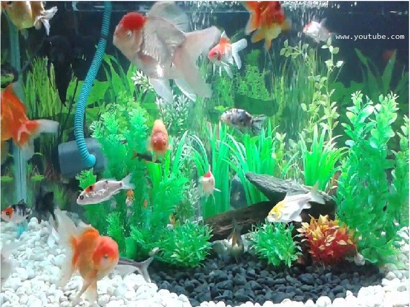 Cara Desain Hiasan  Aquarium  Untuk Ikan Koki yang Baik dan 