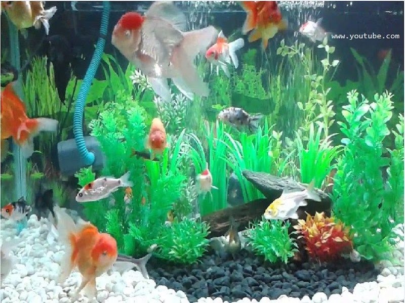 47+ Dekorasi Aquarium Untuk Ikan Koki
