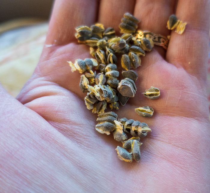 California Native Plant Seeds Propagation begins!