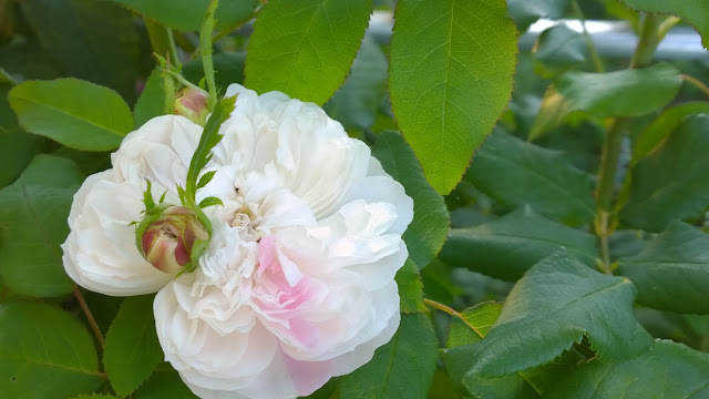 weiße Jacques Cartier Rose (c) by Joachim Wenk weiße Jacques Cartier Rose (c) by Joachim Wenk