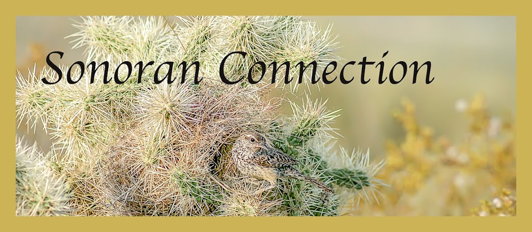              Sonoran Connection