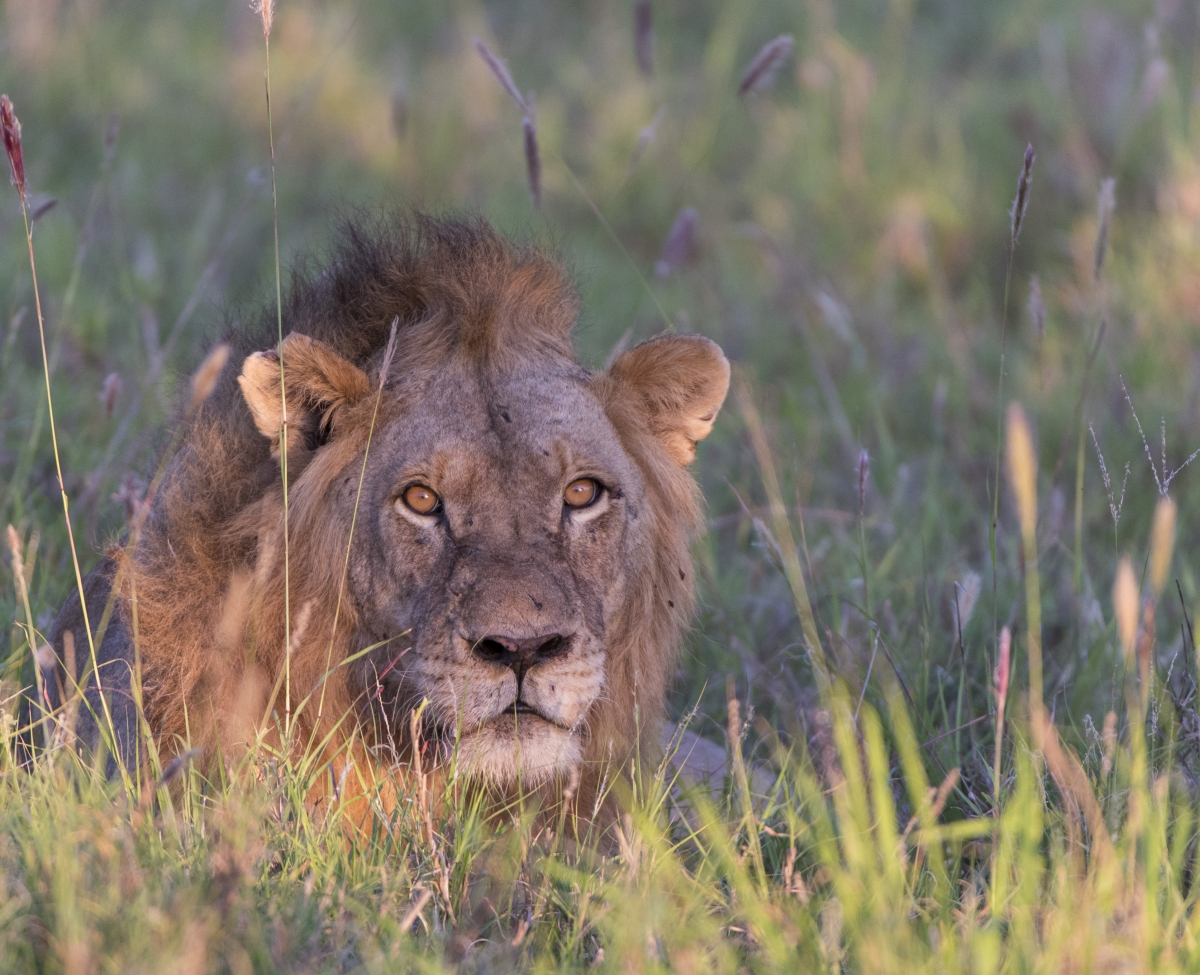 Löwen, Tsavo, Afrika, Wildlife, Safari, lion, lions, africa, kenya