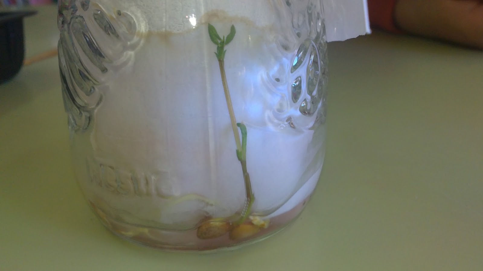 Mil recursos EXPERIMENTOS DE PLANTAS