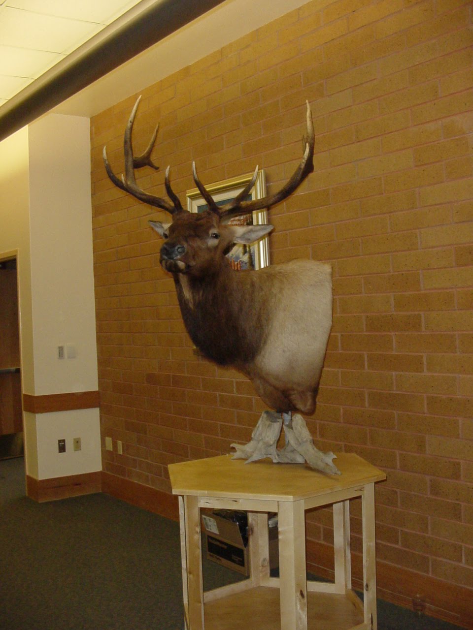 Elk Mounts Elk Horn Specialties