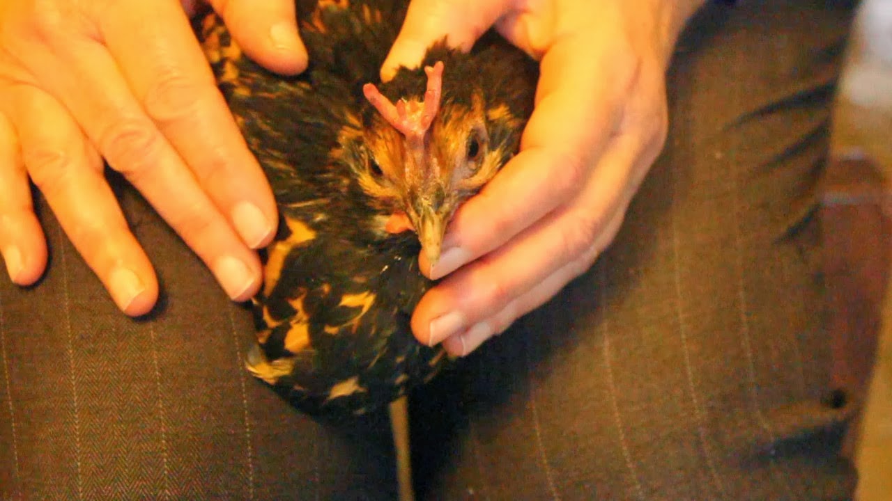 Treating Eye Problems & Facial Swelling Homeopathy, Herbalism and