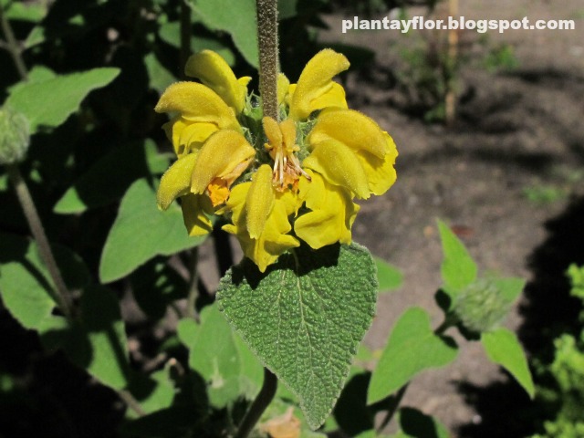 Phlomis fruticosa