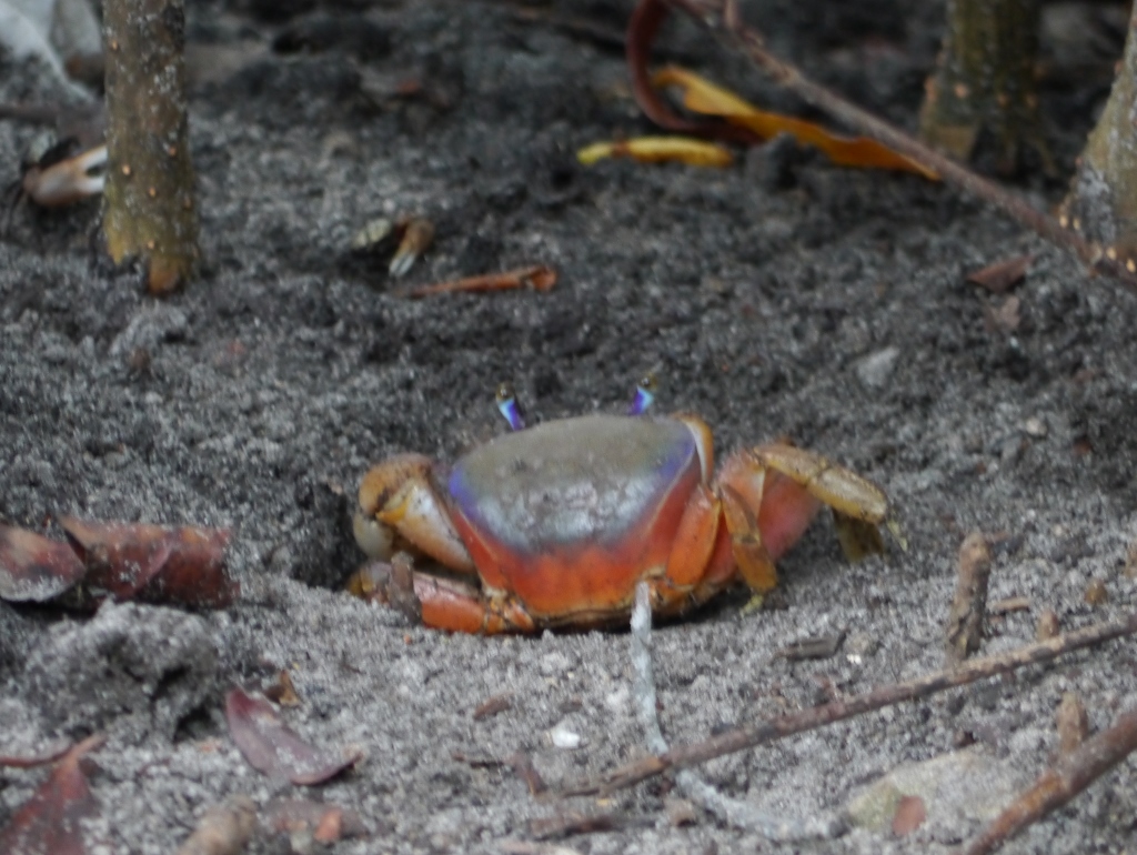 Fort Lauderdale Floride Hugh Taylor State Park Crabe de Terre