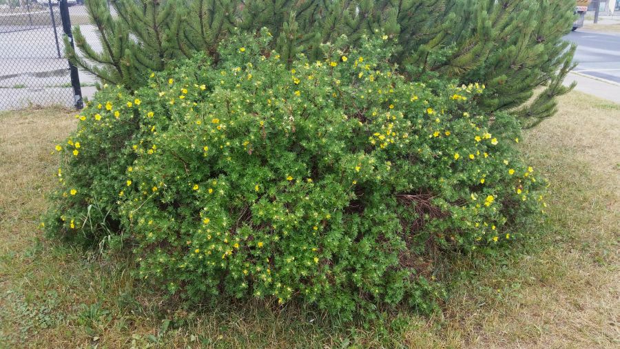 Future Plants By Randy Stewart Potentilla