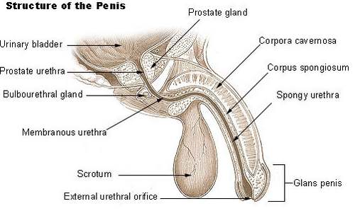 Consider, anatomy of a male orgasm speaking, opinion Anatomy of a male orgasm was