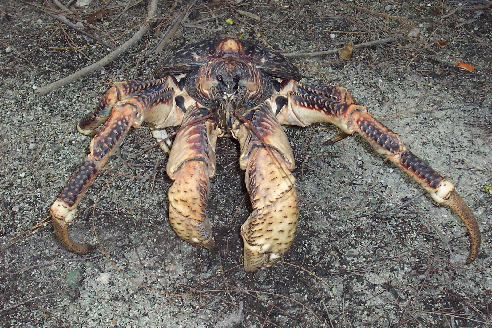 A-Z Strange Animals List | Strange Animals for Weird Creatures Found On Earth
181pct A-Z Strange Animals List | Strange Animals for Weird Creatures Found On Earth
181pct