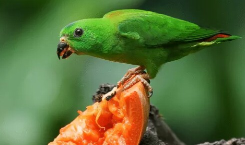 Jenis Pakan Ef Untuk Burung Serindit Agar Gacor Setiap Hari