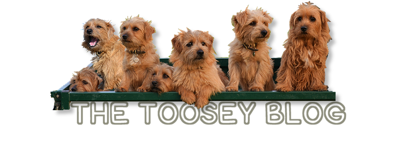 Toosey's Blog