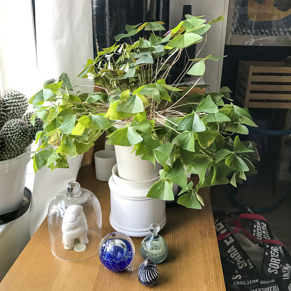 grön oxalis grön oxalis