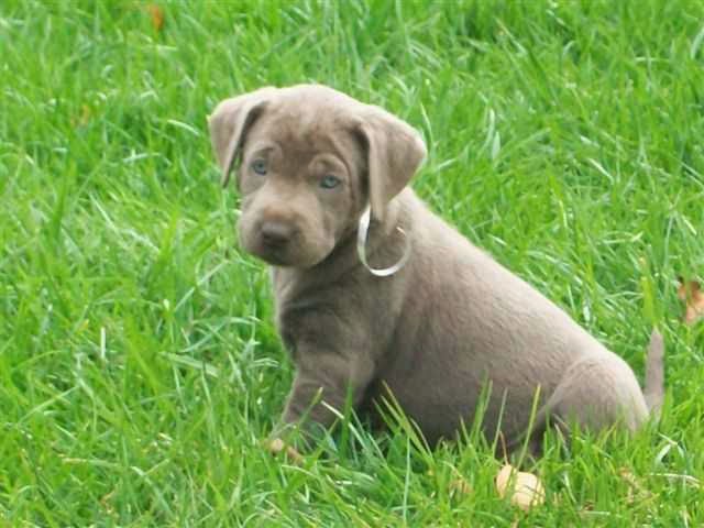 Silver Lab Puppies For Sale