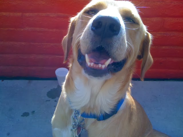 Smiling Big Dog!