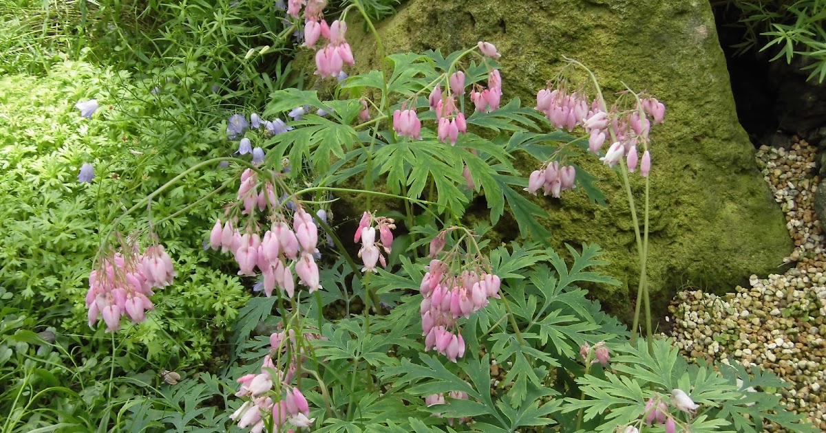 60歳で無職の優雅な日々 ディケントラ・フォルモサ・オレガナ Dicentra formosa ssp. oregana