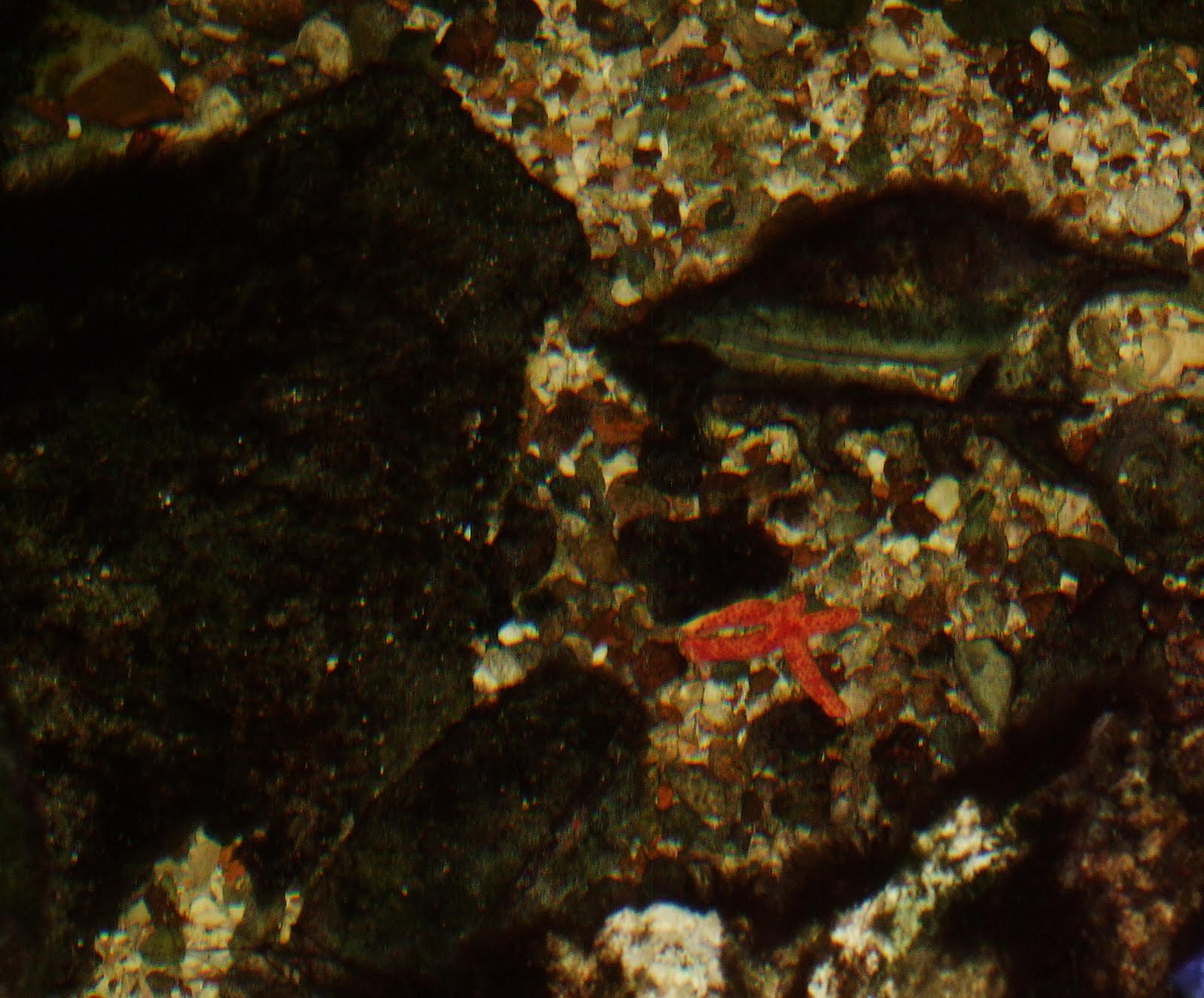 The Great Hunt Suspension Feeder Nature Center 5/29/11