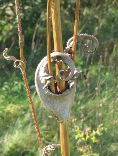 dried cut leaf teasel leaves