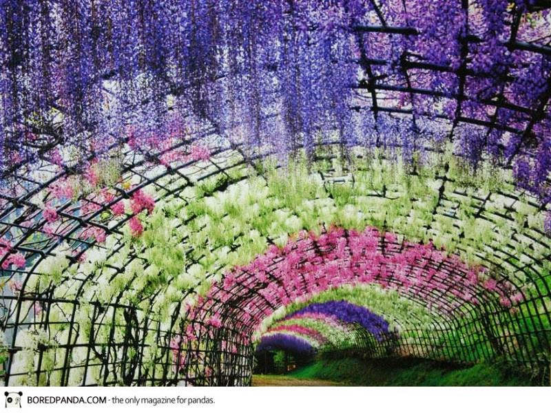 Wisteria Flower Tunnel, Kawachi Fuji Garden, Japan Beautifull Places