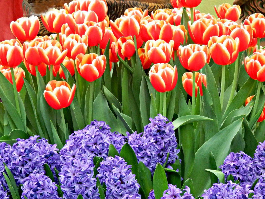 Snapshots of Beauty MELBOURNE FLOWERS ON DISPLAY