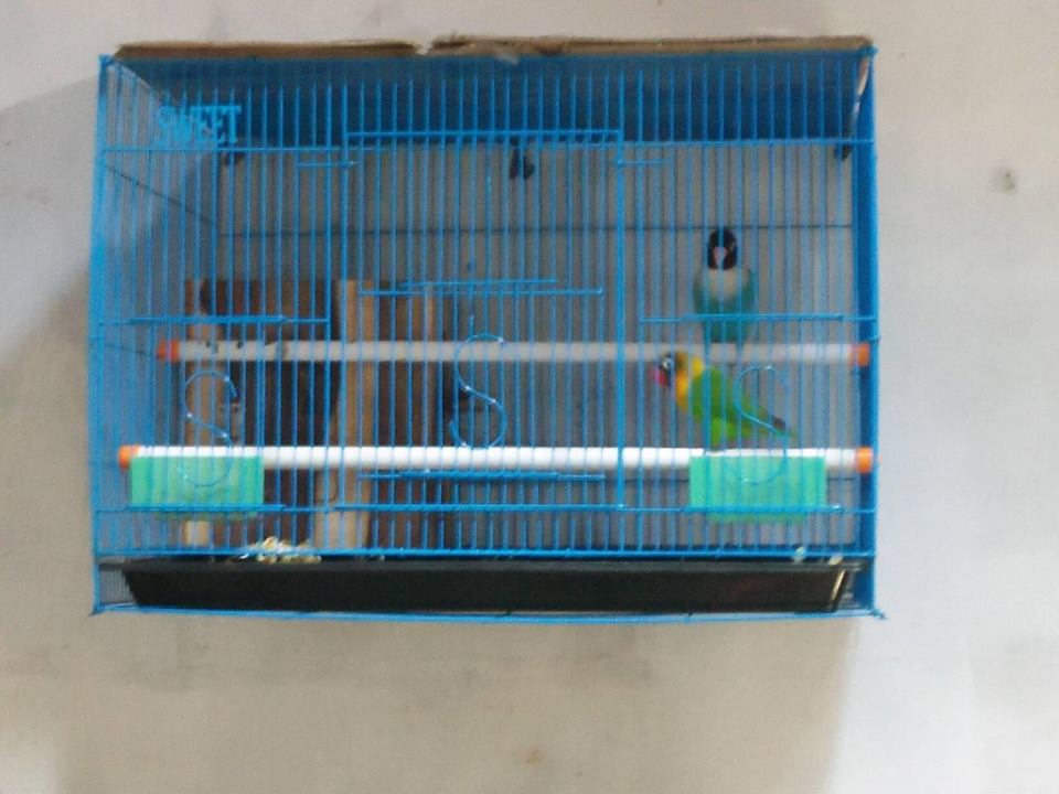 Image Result For Cara Ternak Lovebird Image Result For Cara Ternak Lovebird