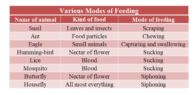 Complete Notes on Food for CTET / TET - Part II || Nutrition in Animals  (including Human) || NCERT Based
