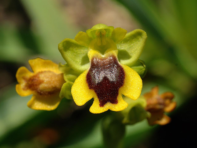 Ophrys lutea    Abejas amarillas 