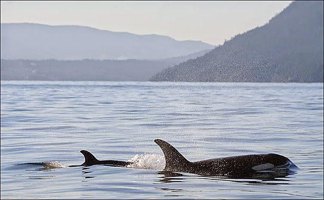 baby orca with mom