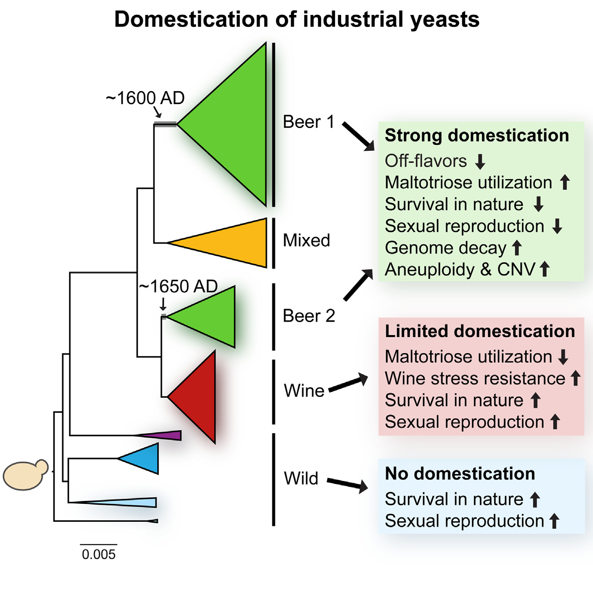 scientifically speaking the evolution and domestication of yeast yeast form