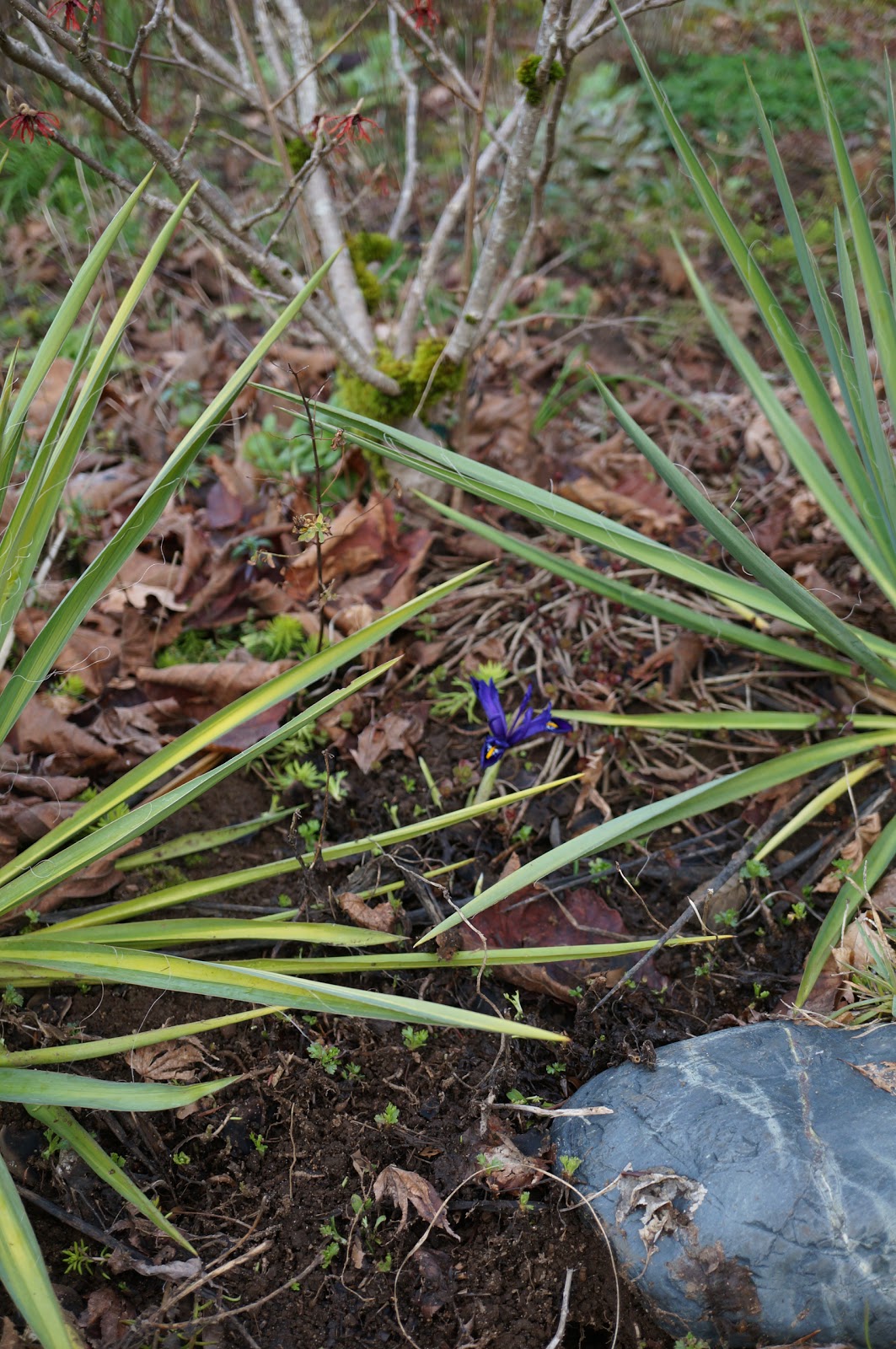 Whatsitgarden Late January blooming bulbs