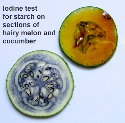 starch test for biology sba Stephen lucas missjohnson a2 biology coursework 1 an investigation into how the volume of lipase affects the rate of the. starch test for biology sba Stephen lucas missjohnson a2 biology coursework 1 an investigation into how the volume of lipase affects the rate of the.