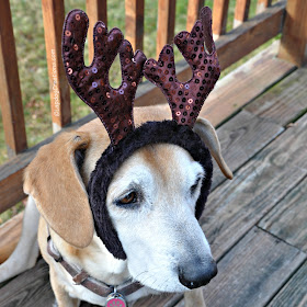 rescued senior hound dog with christmas antlers
