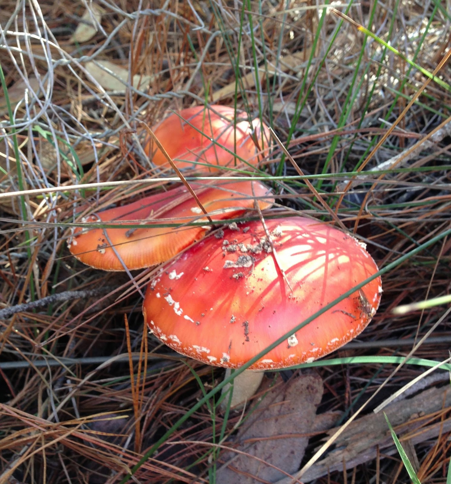 From Our Home Foraging for Pine Mushrooms and Slippery Jacks, Wingello