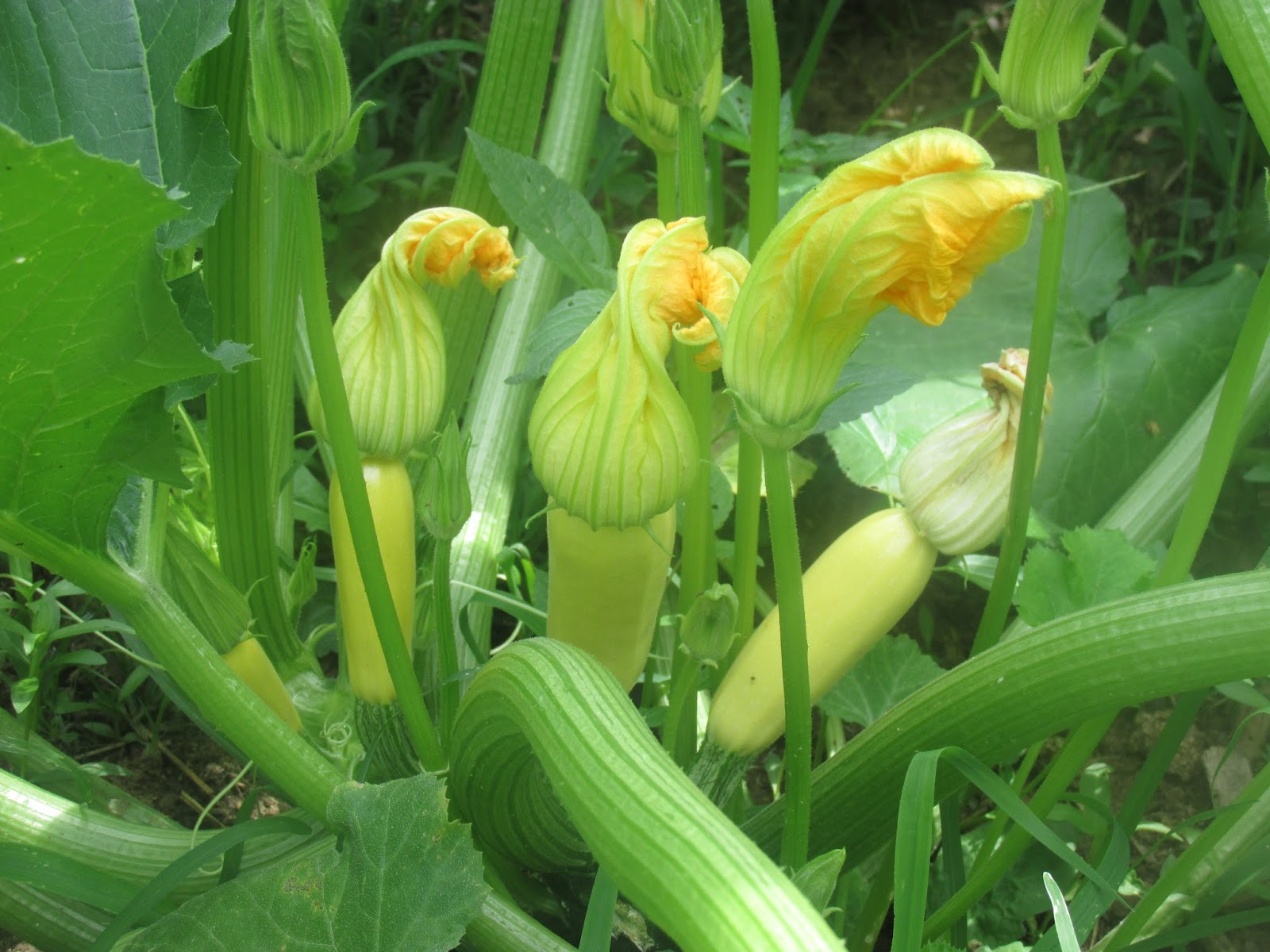 Kentucky Fried Garden Fruiting Vegetables in June