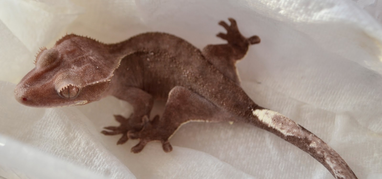 Crested Geckos Blog: Fired up and down crested geckos