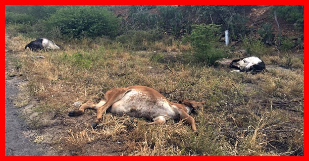 Motorista escapa ileso após atropelar e matar 8 bezerros na BA-120, em Santaluz Motorista escapa ileso após atropelar e matar 8 bezerros na BA-120, em Santaluz