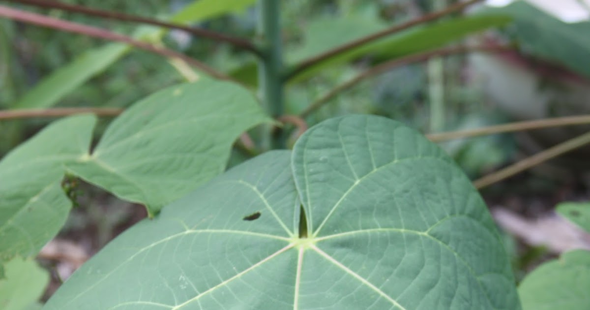Chinese Parasol Tree is Firmiana simplex