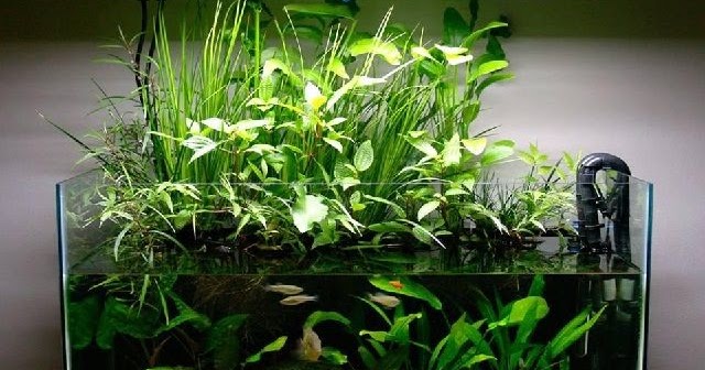 8 Bentuk Aquarium Hias Yang Terkenal Dijual Kini Ini Cara Ternak