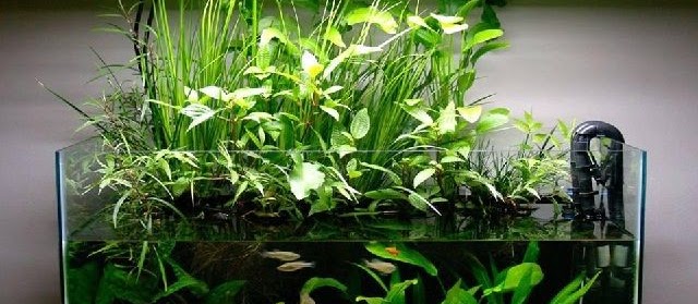 8 Bentuk Aquarium Hias yang Populer Dijual Sekarang ini