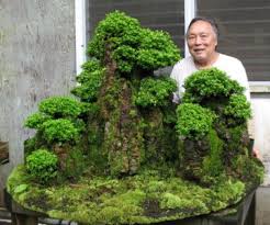Manfaat Merawat Tanaman Bonsai Unik