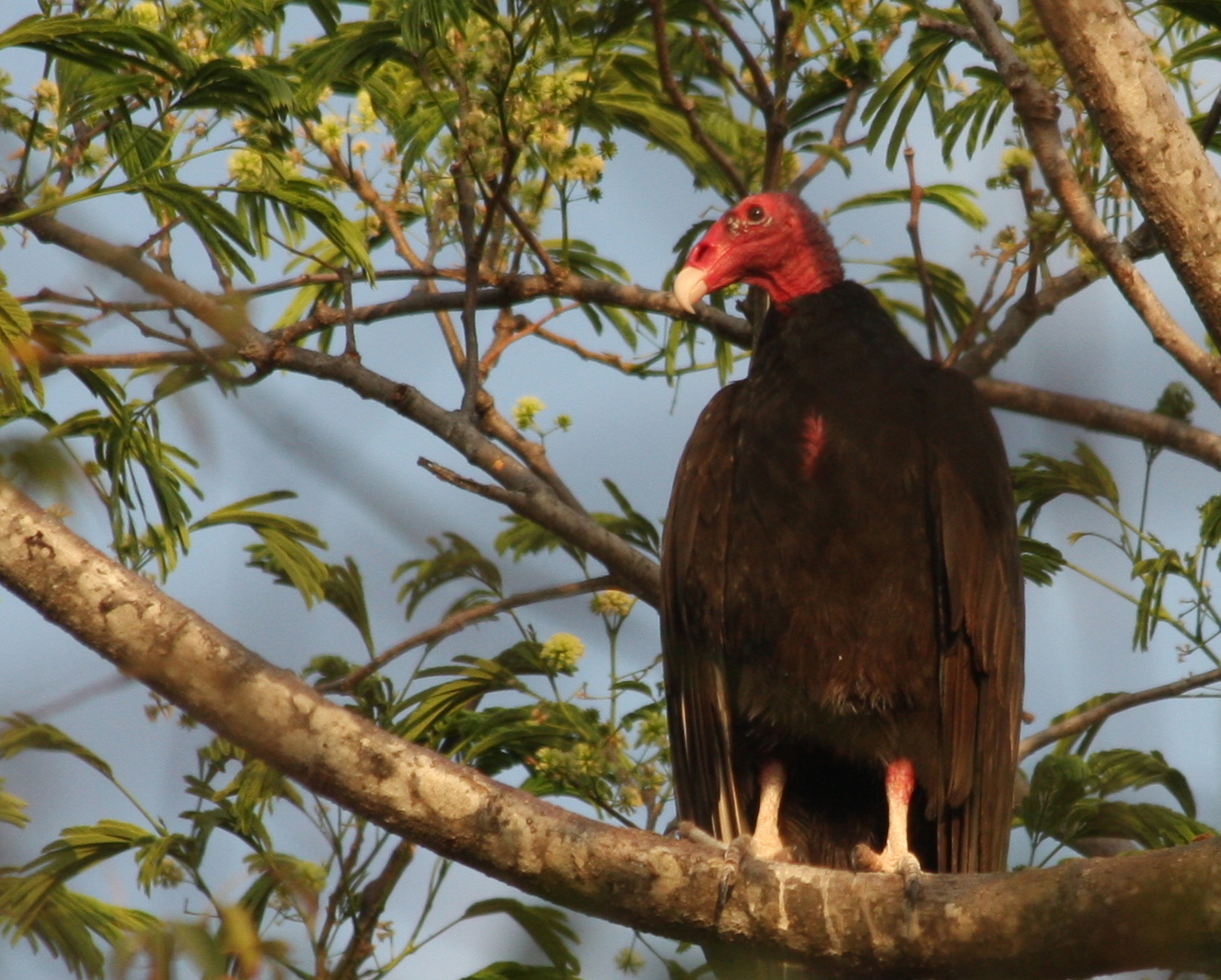 Costa Rica Touring Birds and wildlife of Costa Rica.