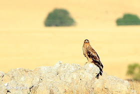 Los encinares de la Cuenca Alta del Manzanares es el lugar perfecto para el águila imperial ibérica (Aquila adalberti).