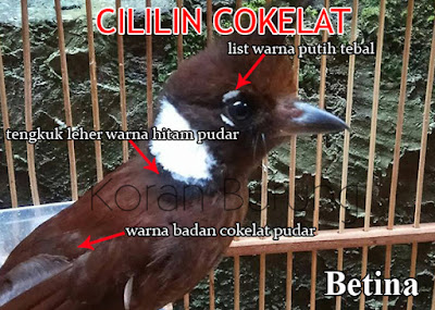 Ciri Perbedaan Burung Cililin Jantan Betina Muda Dan Dewasa Para Kicau Mania di Indonesia menyebut bunyi burung cililin yakni burung master terbaik Ciri Perbedaan Burung Cililin Jantan Betina Muda Dan Dewasa