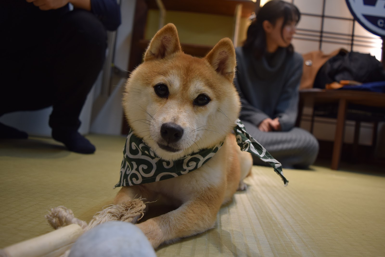 Get Wallpaper The Tourist Y Bit Kyoto Mameshiba Cafe For Free