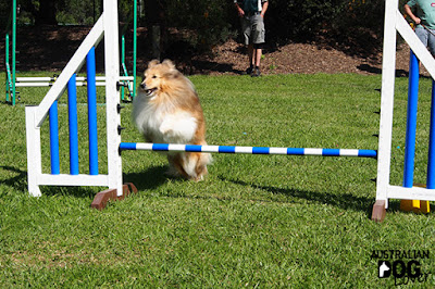 Sheltie jumps over obstacle bar during agility demonstration