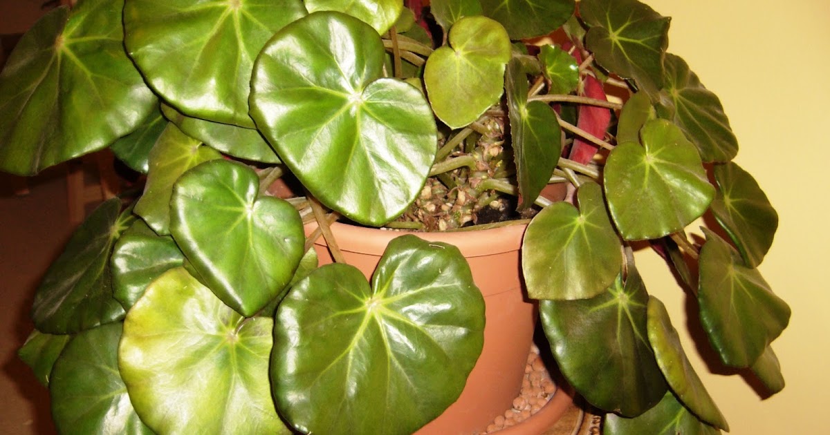 Les plantes de PeG Begonia Erythrophylla Bégonia Nénuphar