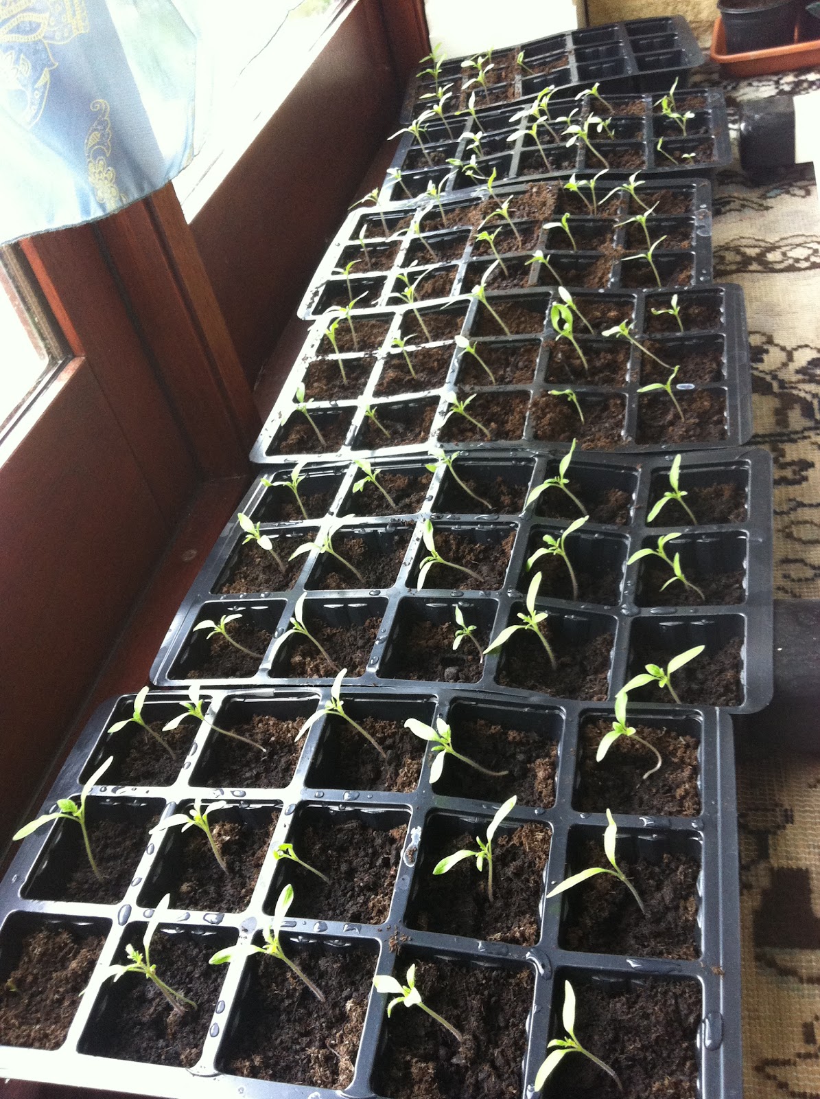 The PartTime Homesteader A week of tomato plant growth