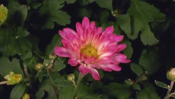 flor++claraCamargo.gif